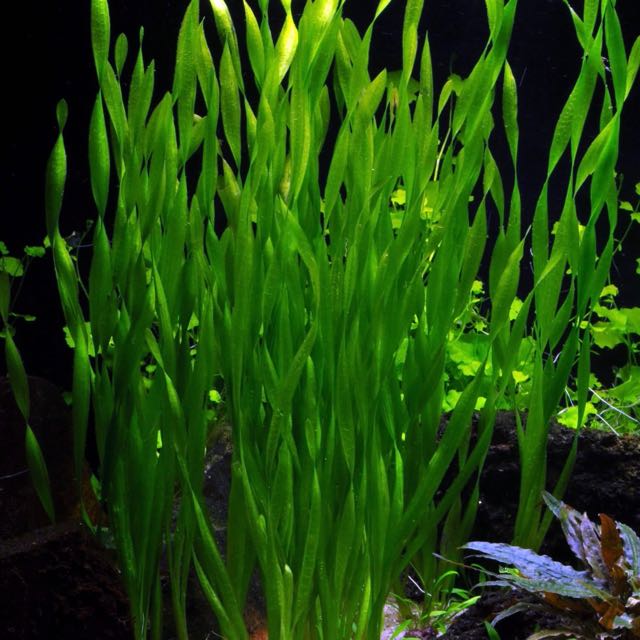 Vallisneria asiatica in pot